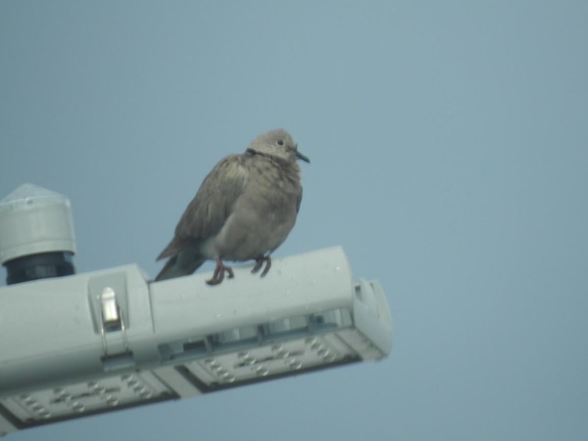 Eurasian Collared-Dove - ML135177641