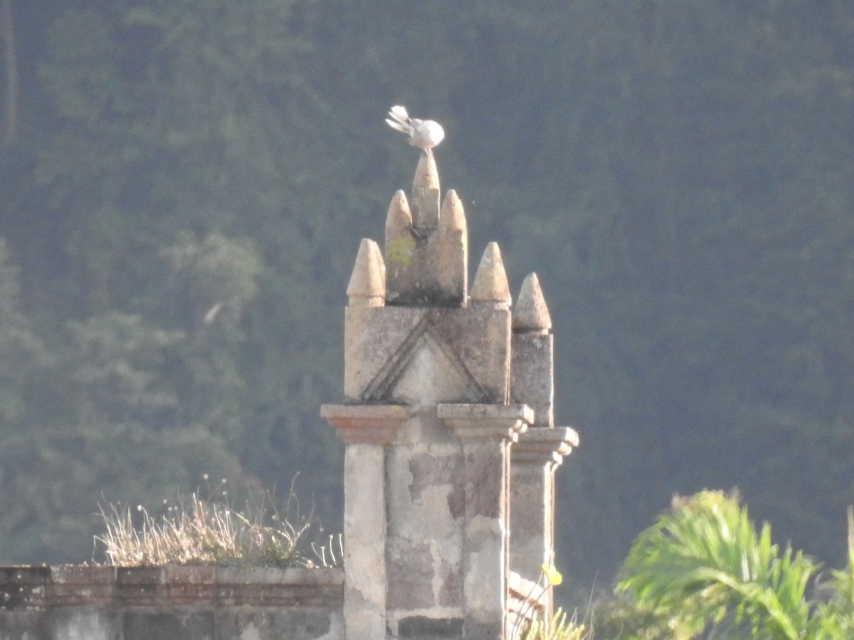 Eurasian Collared-Dove - ML135177651