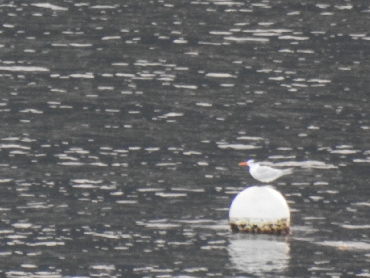 Royal Tern - ML135177671