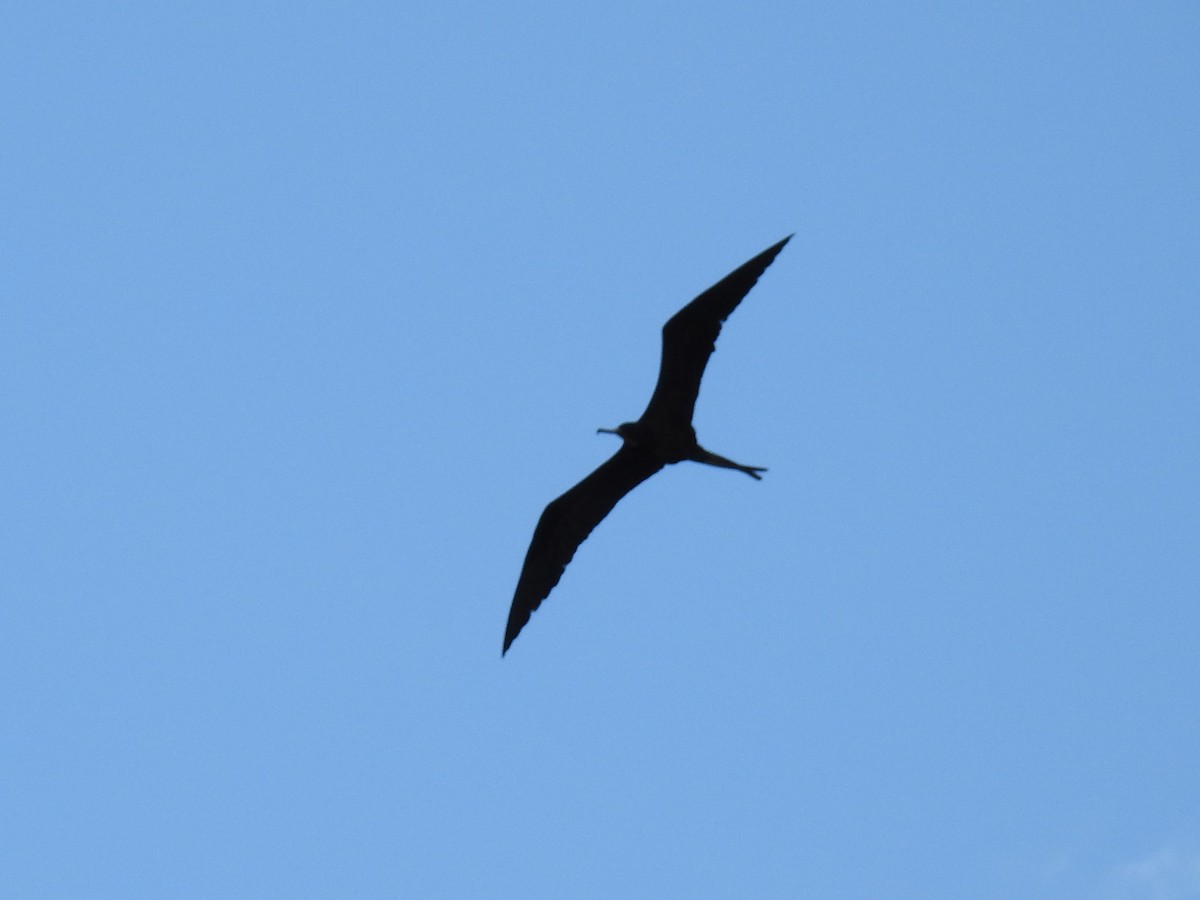 Magnificent Frigatebird - ML135177841