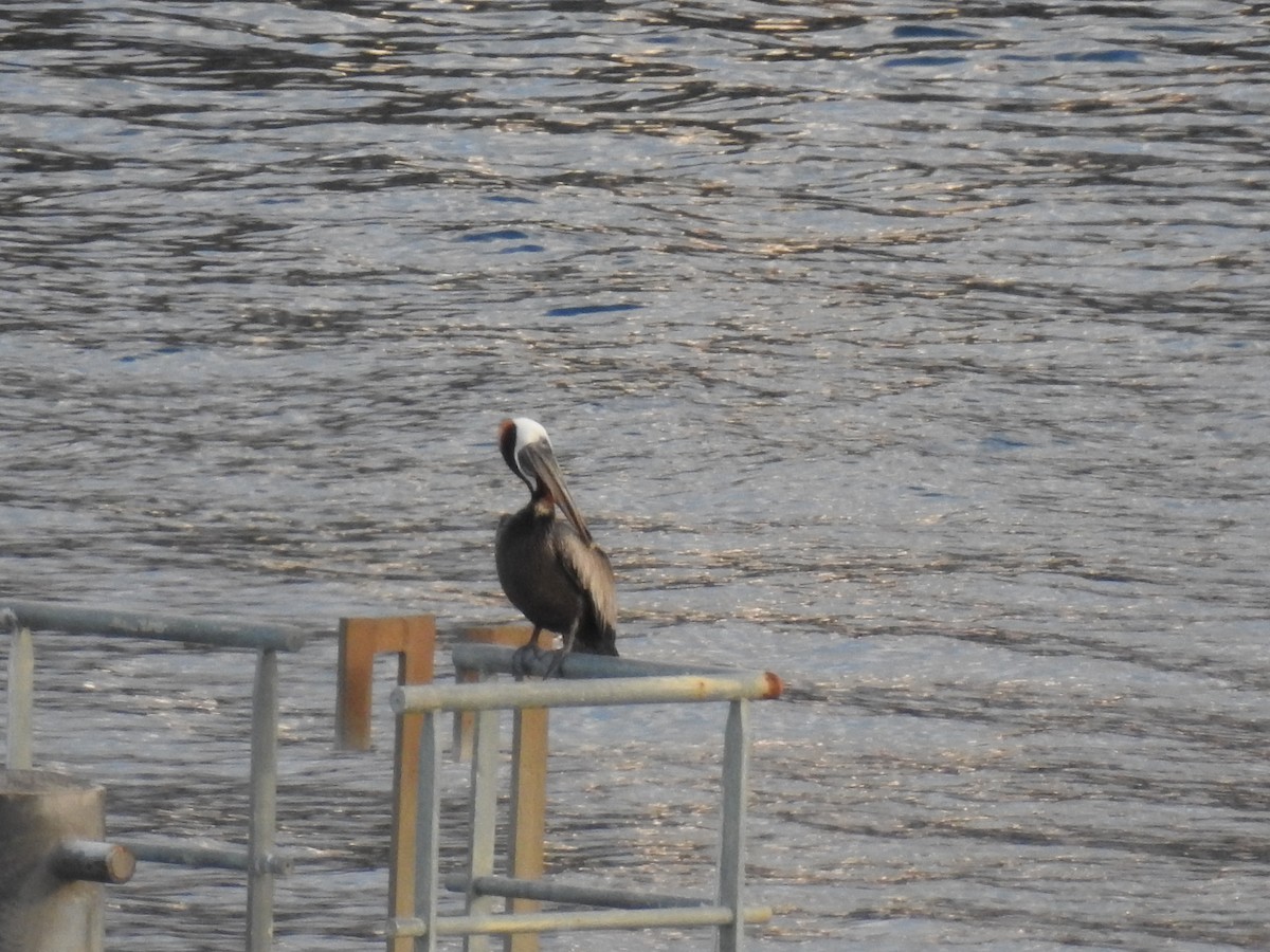 Brown Pelican - ML135177881