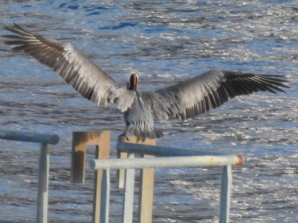 Brown Pelican - ML135177981