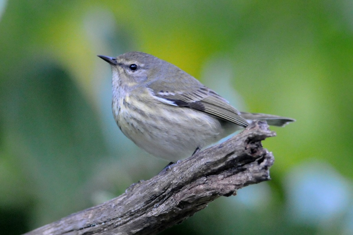 Cape May Warbler - ML135178041