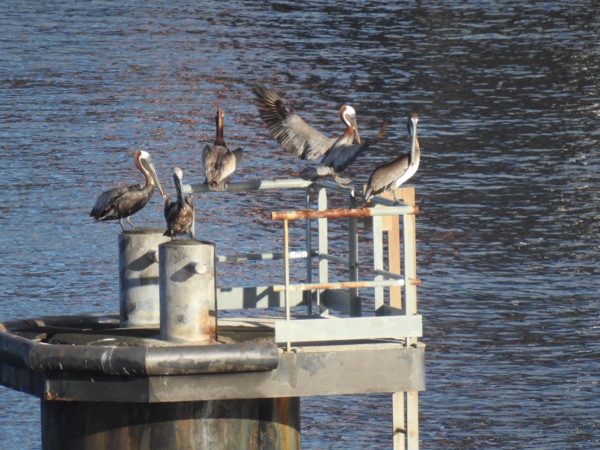 Brown Pelican - ML135178071