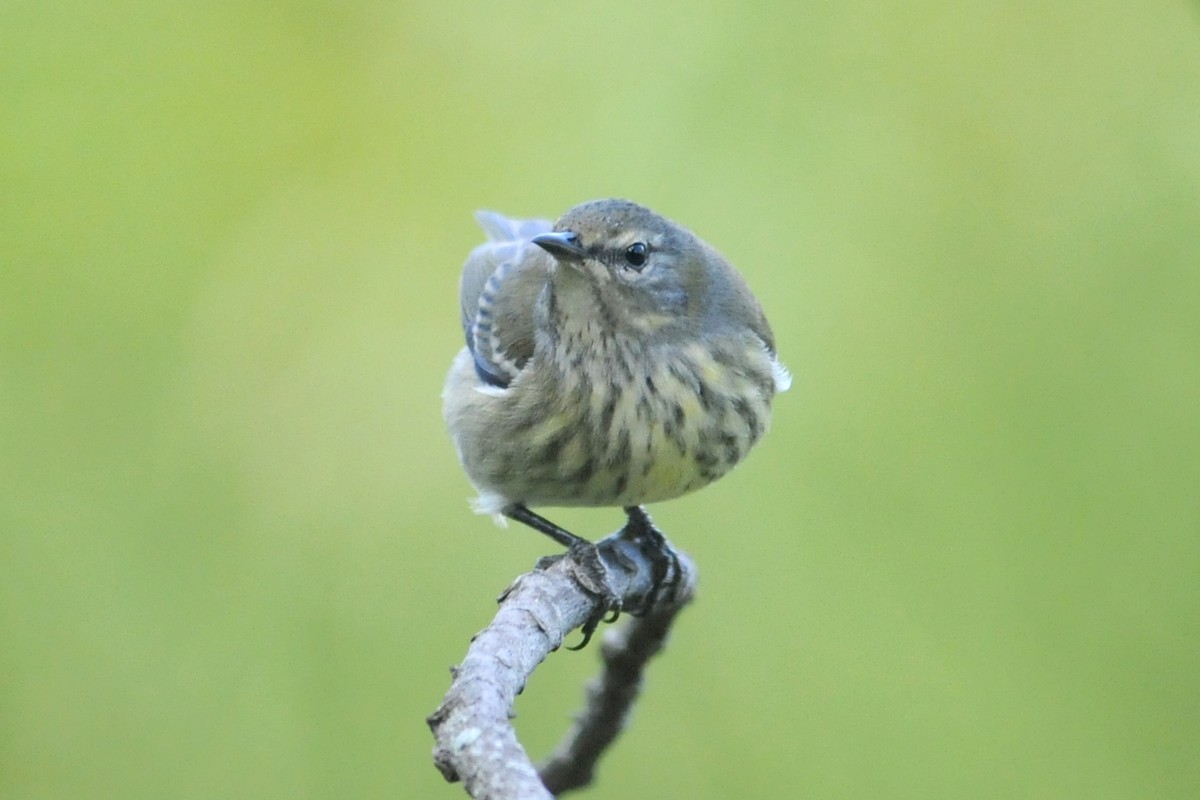 Cape May Warbler - ML135178111