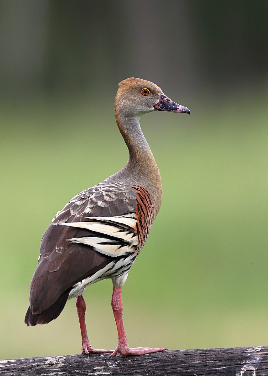 Plumed Whistling-Duck - ML135180111