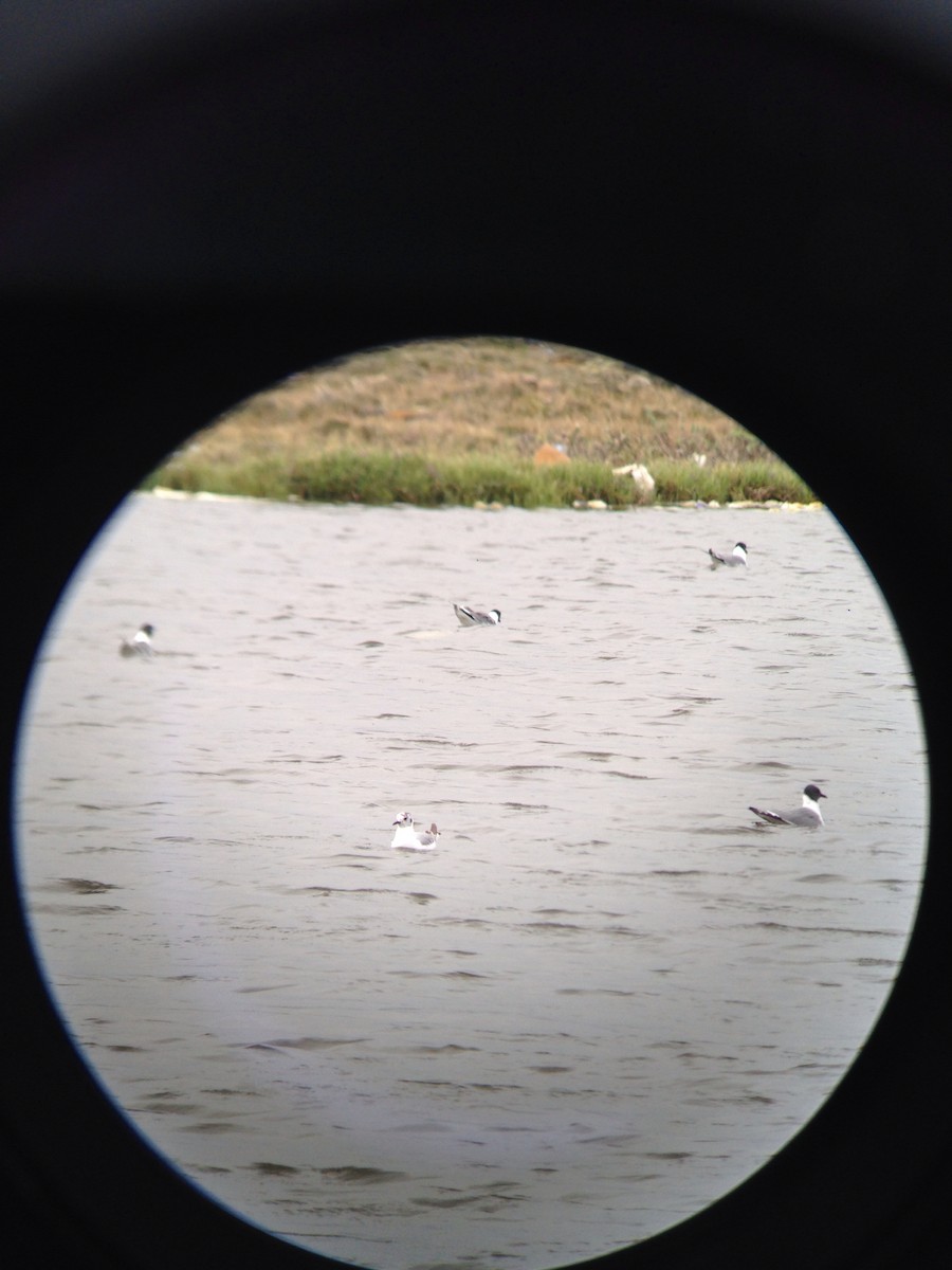 Bonaparte's Gull - ML135180771