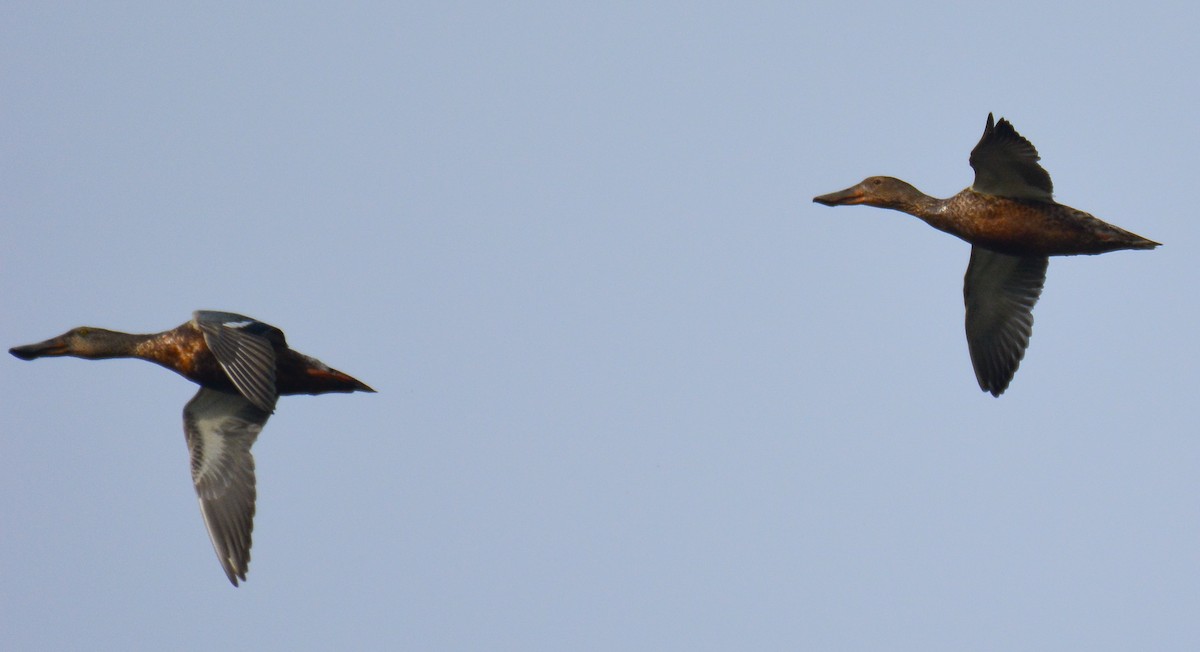 Northern Shoveler - ML135181171