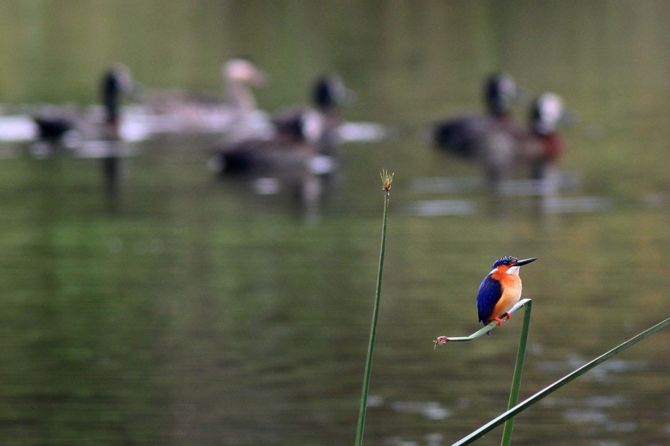 Malagasy Kingfisher - Manod Taengtum