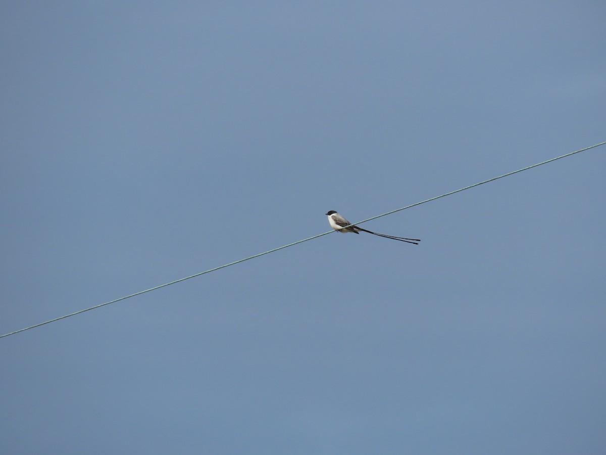Fork-tailed Flycatcher - ML135181721