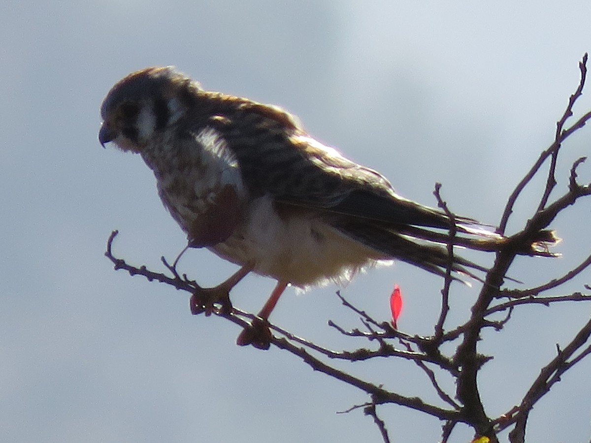 American Kestrel - ML135182241