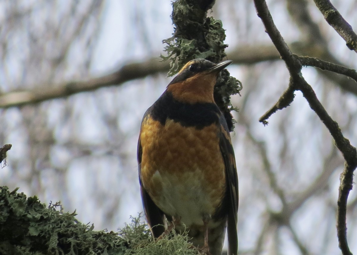 Varied Thrush - ML135182881