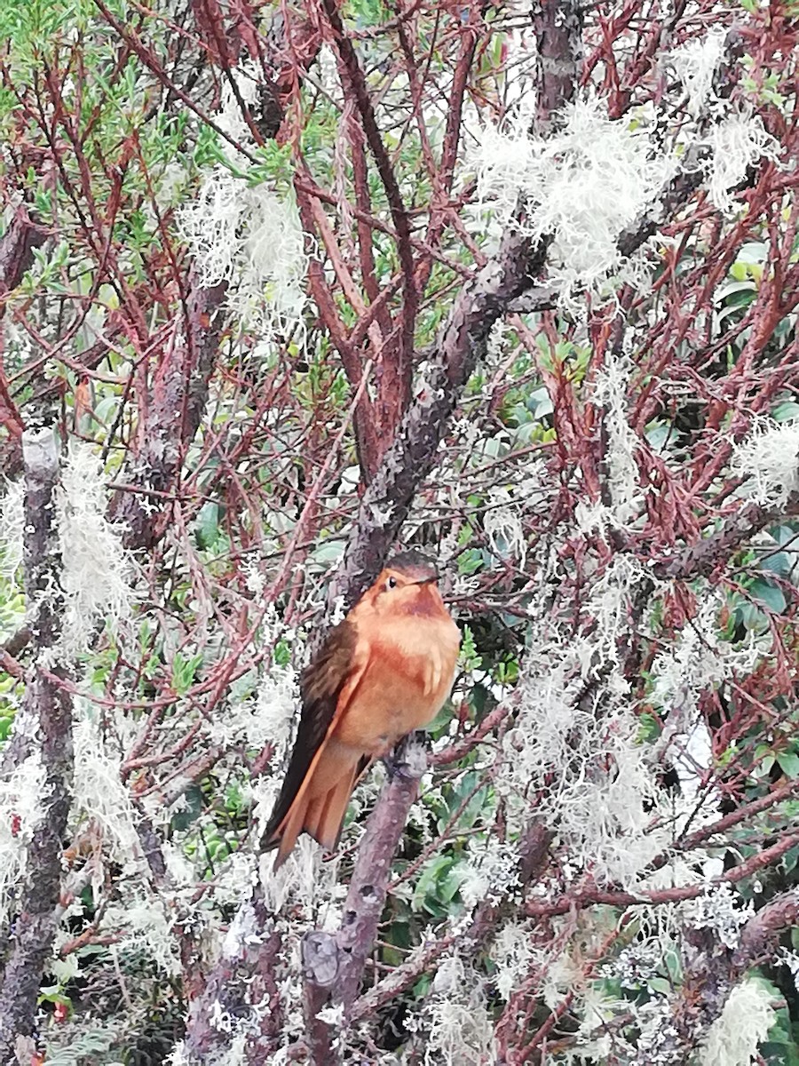 Shining Sunbeam - ML135182901