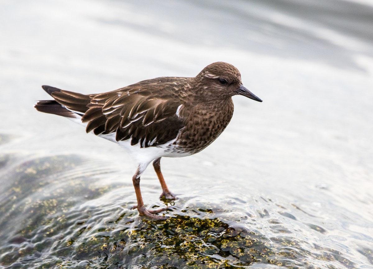 Black Turnstone - Rhys Marsh