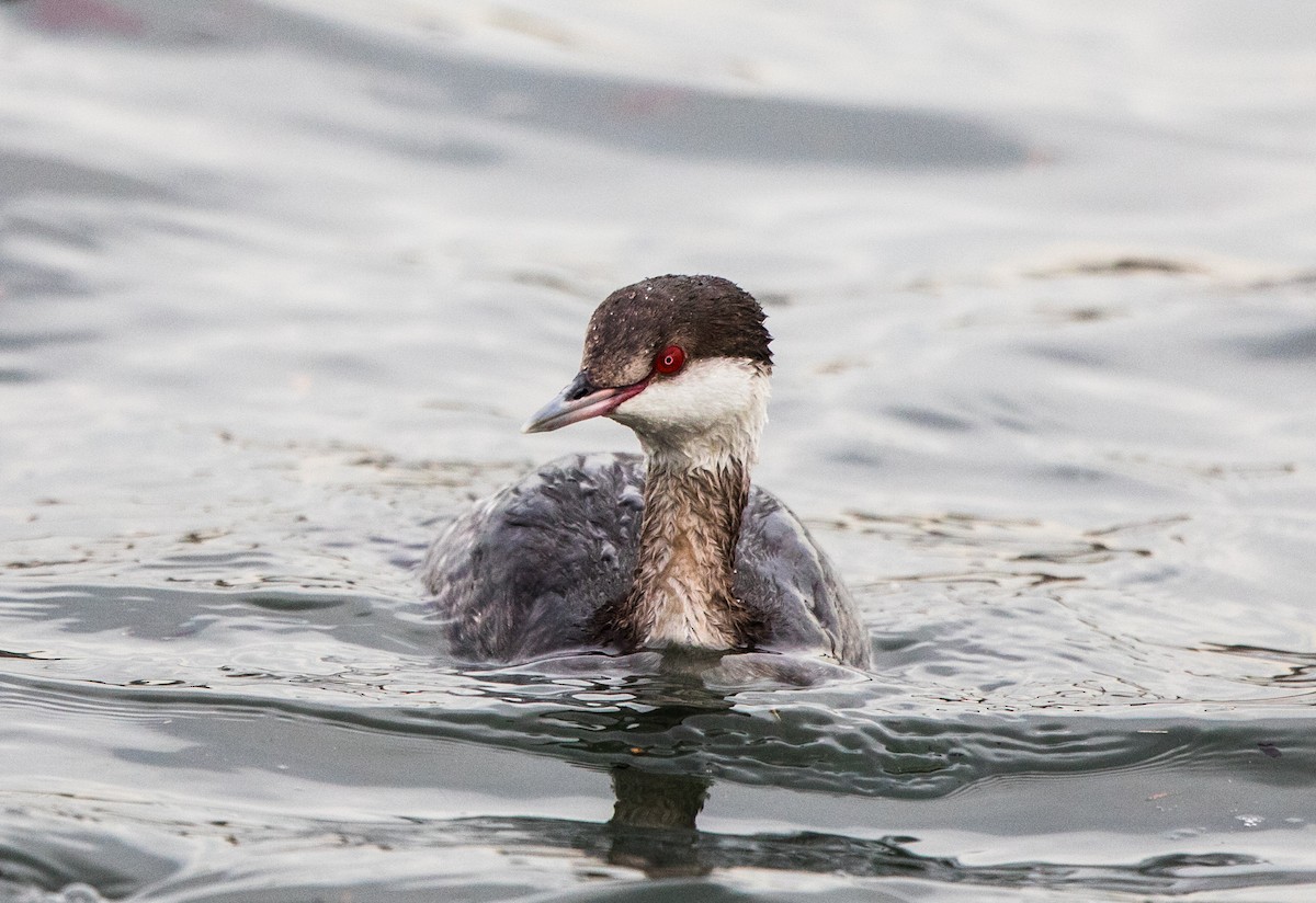 Horned Grebe - ML135183451