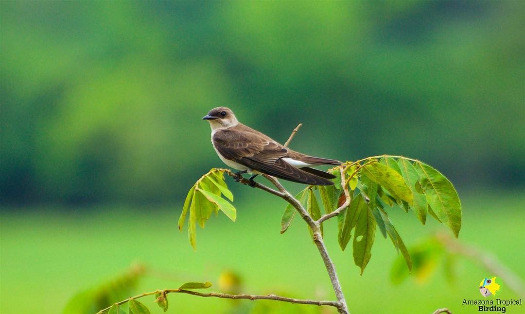 Southern Rough-winged Swallow - ML135184751