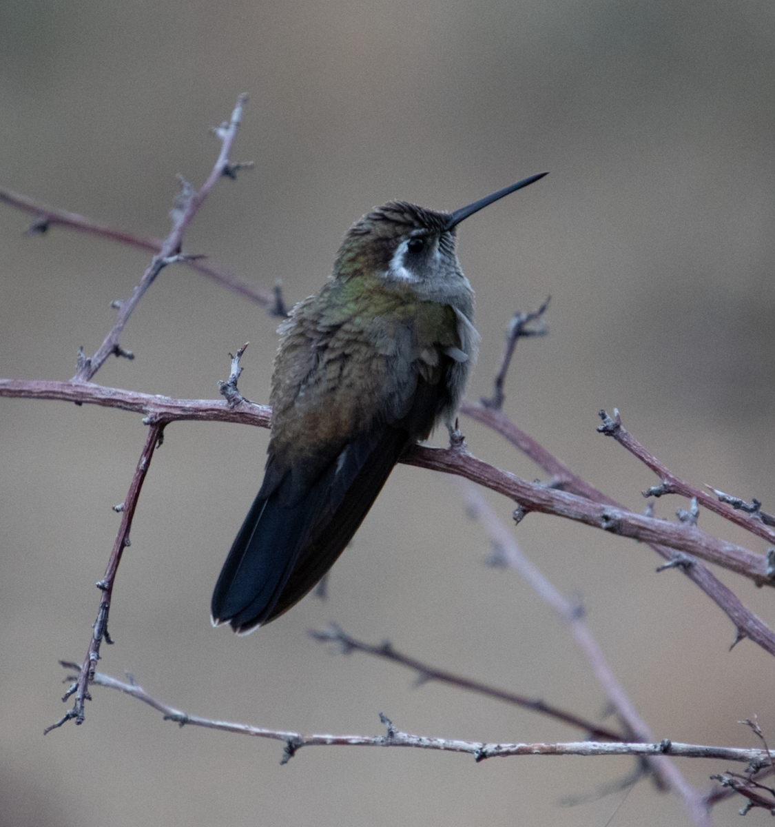 kolibřík blankytohrdlý - ML135184801