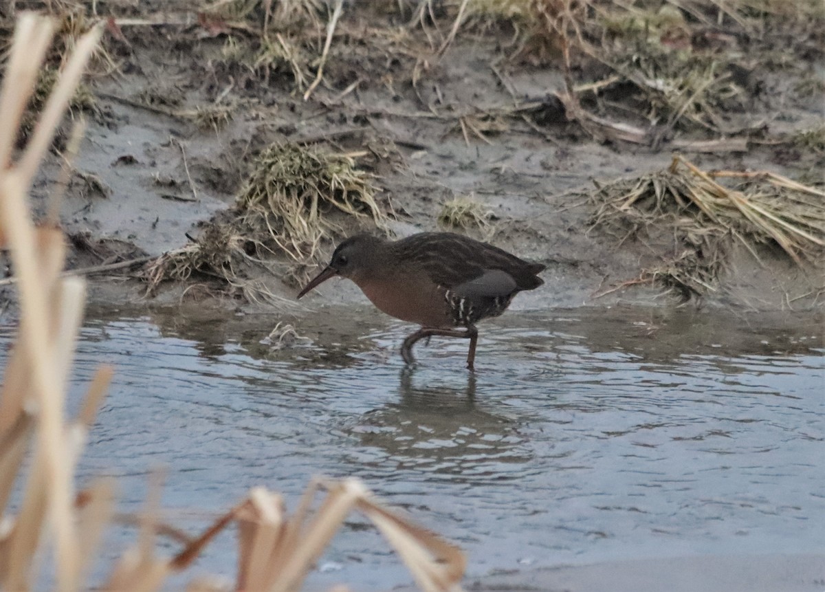 Virginia Rail - ML135185251