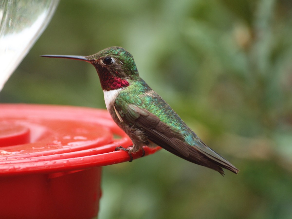 Broad-tailed Hummingbird - Dan Gesualdo