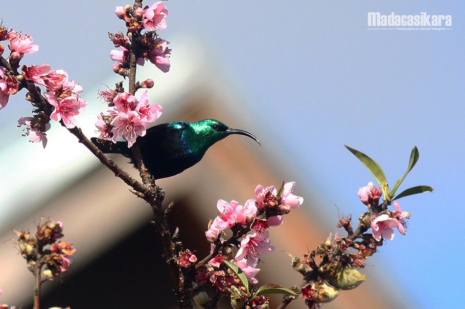 Malagasy Sunbird - ML135189511