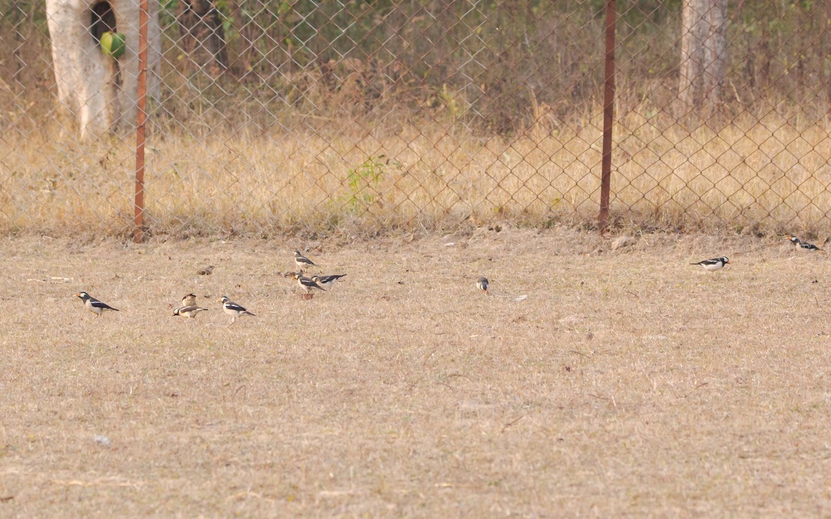 Indian Pied Starling - ML135190461