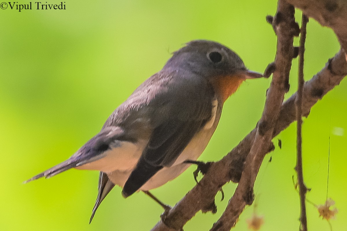 Taiga Flycatcher - ML135191331