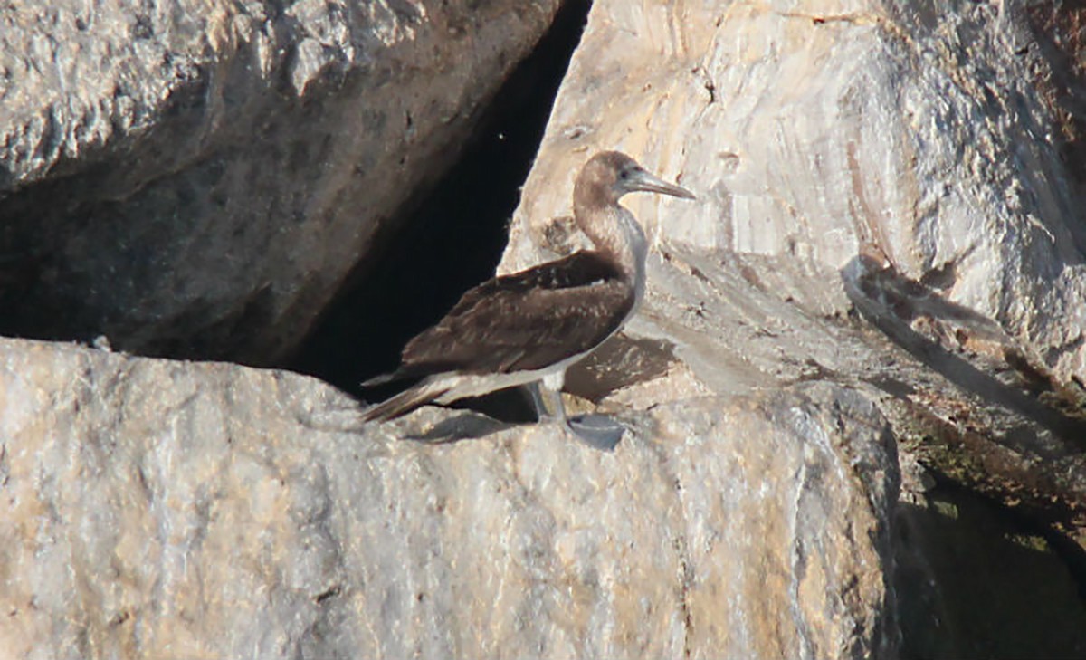 Blue-footed Booby - ML135192291