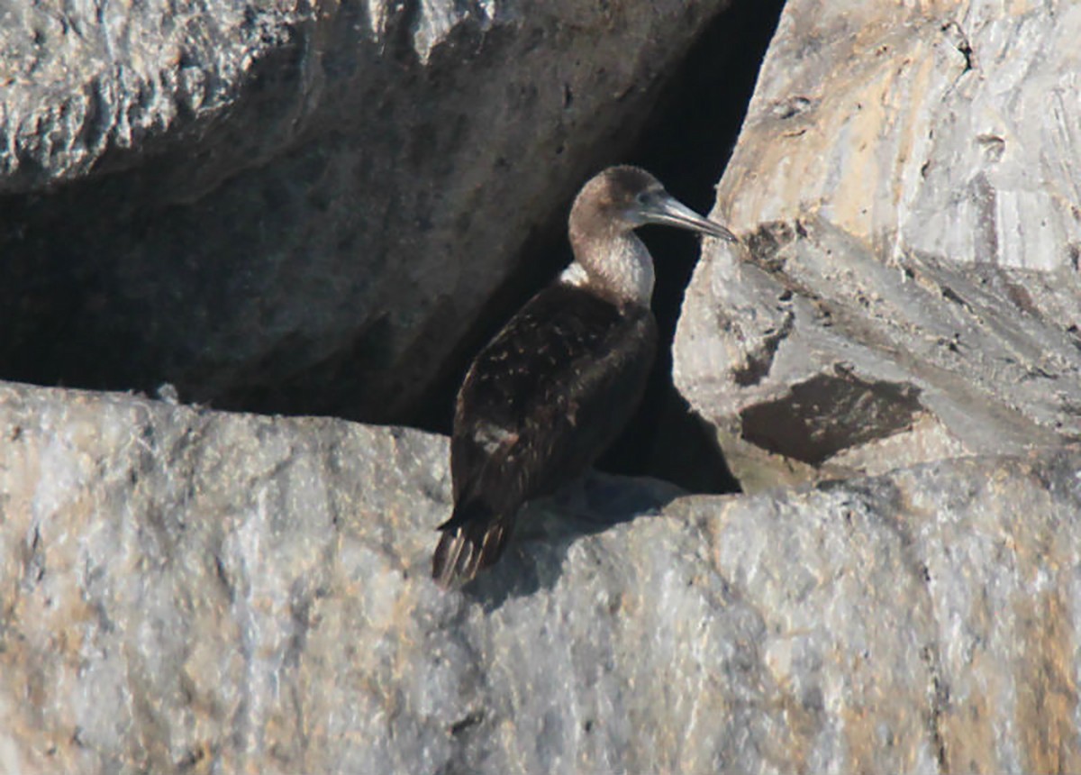 Blue-footed Booby - ML135192301