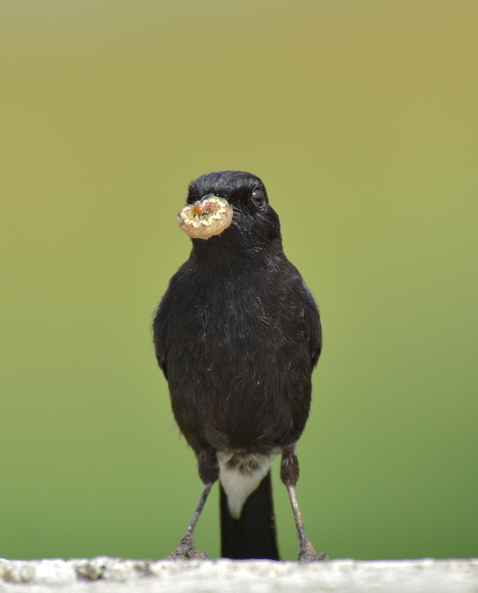 Pied Bushchat - ML135193401