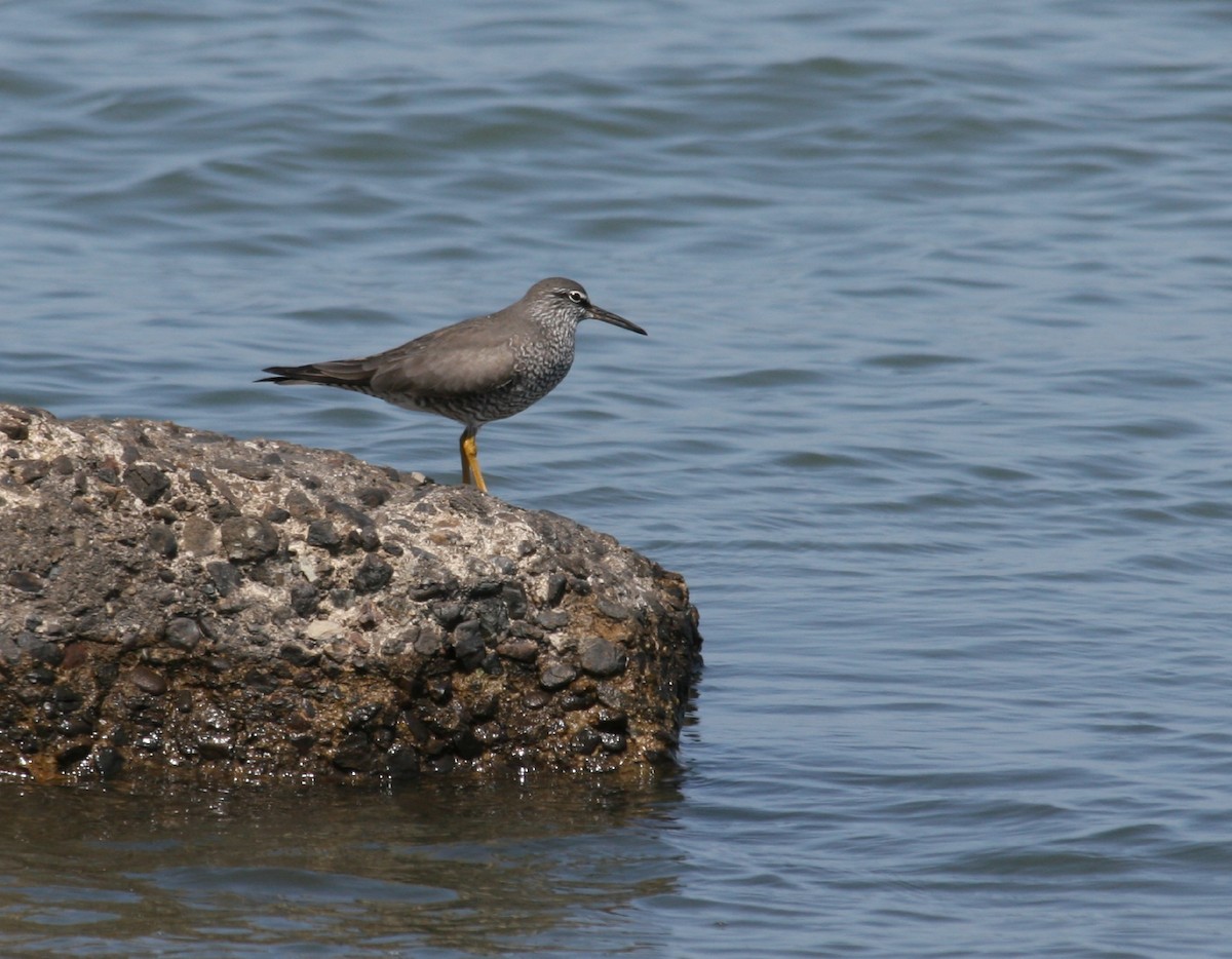 Wandering Tattler - ML135193461