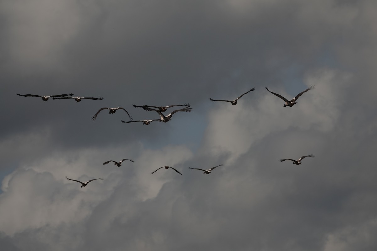 Magpie Goose - ML135194001