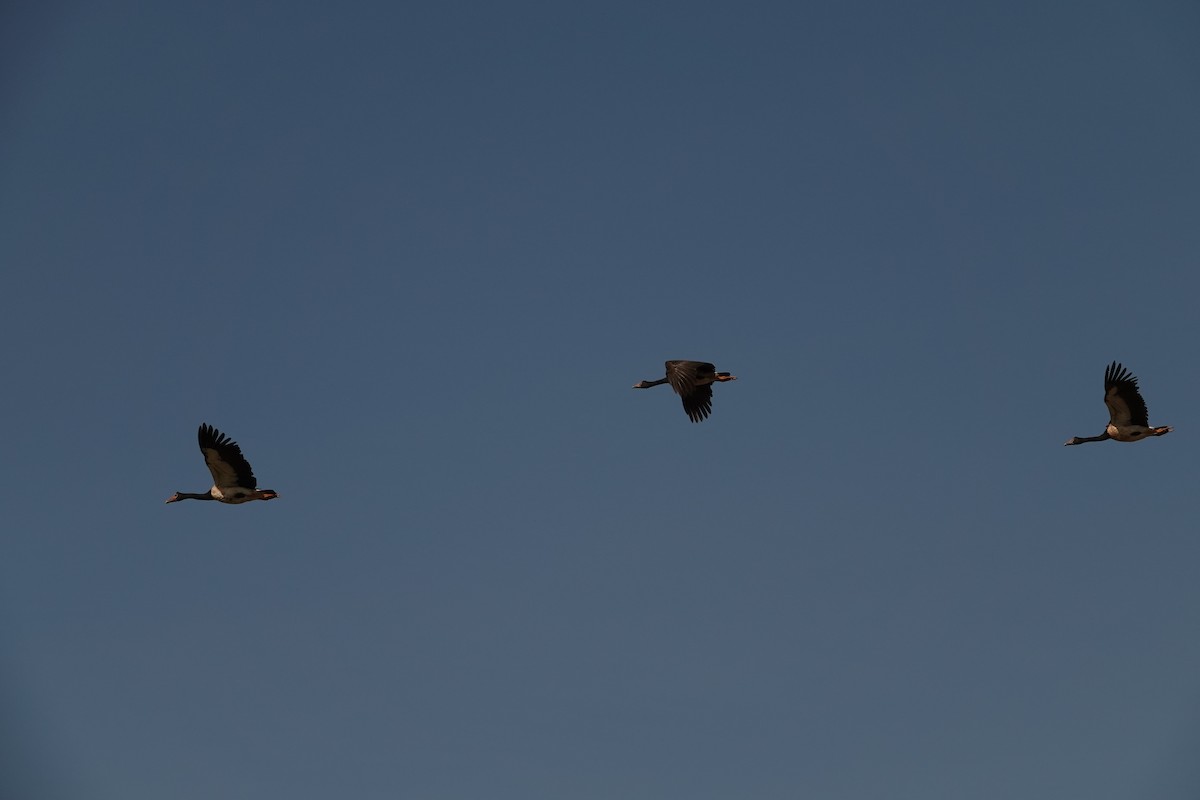 Magpie Goose - ML135194031