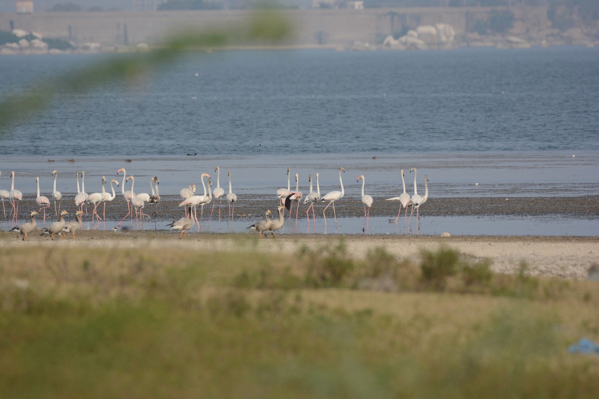 Greater Flamingo - Mohit Joshi