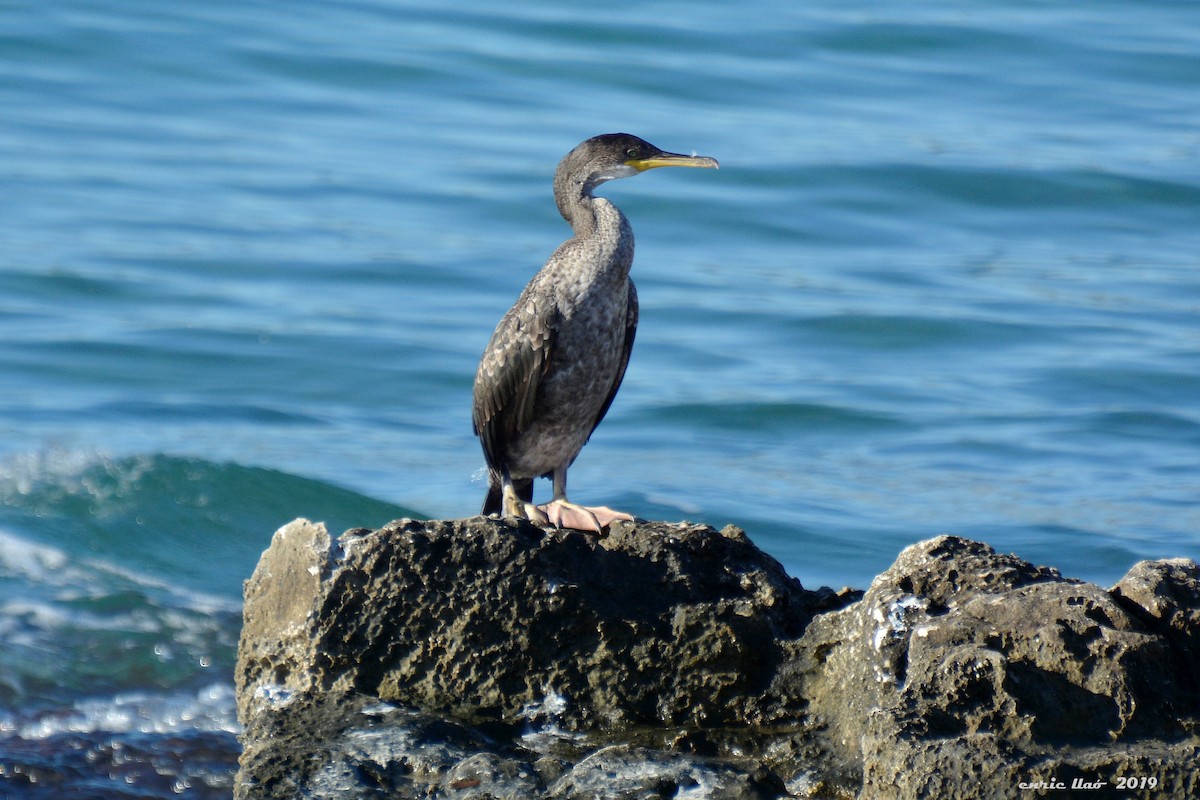 European Shag - Enrique Llao Sanchez