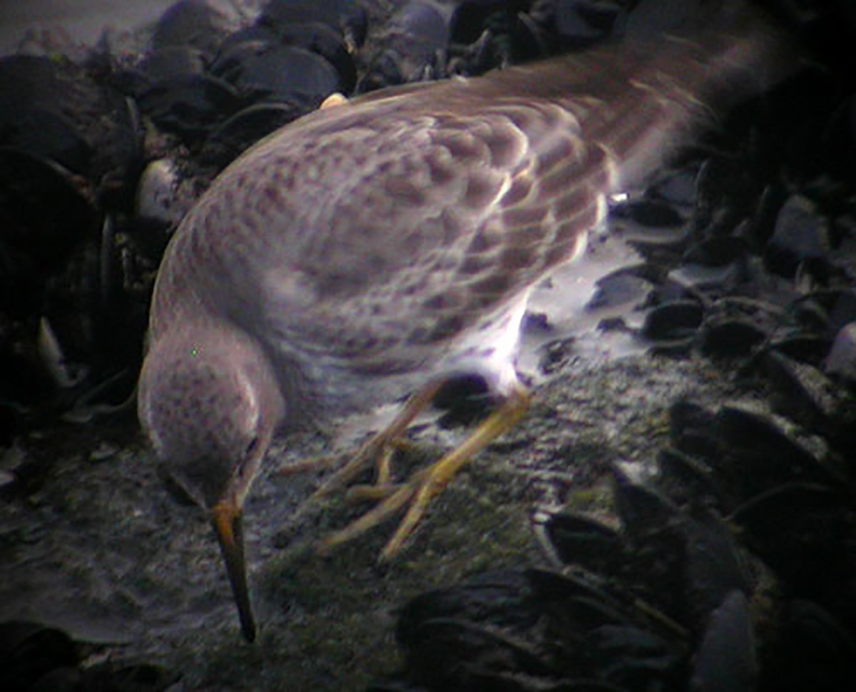 Rock Sandpiper - ML135195291