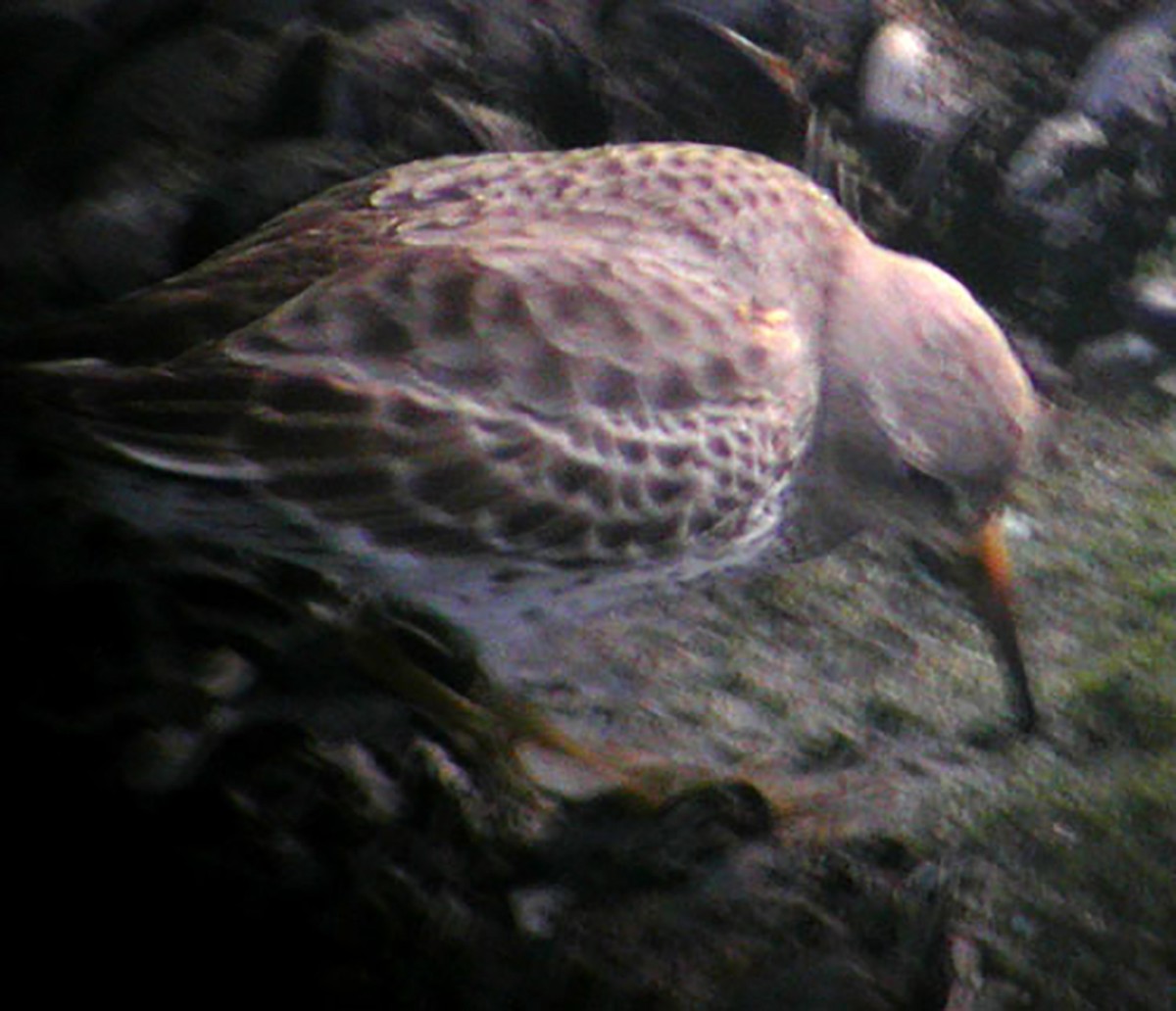 Rock Sandpiper - ML135195301