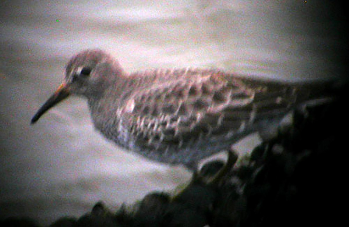 Rock Sandpiper - ML135195371