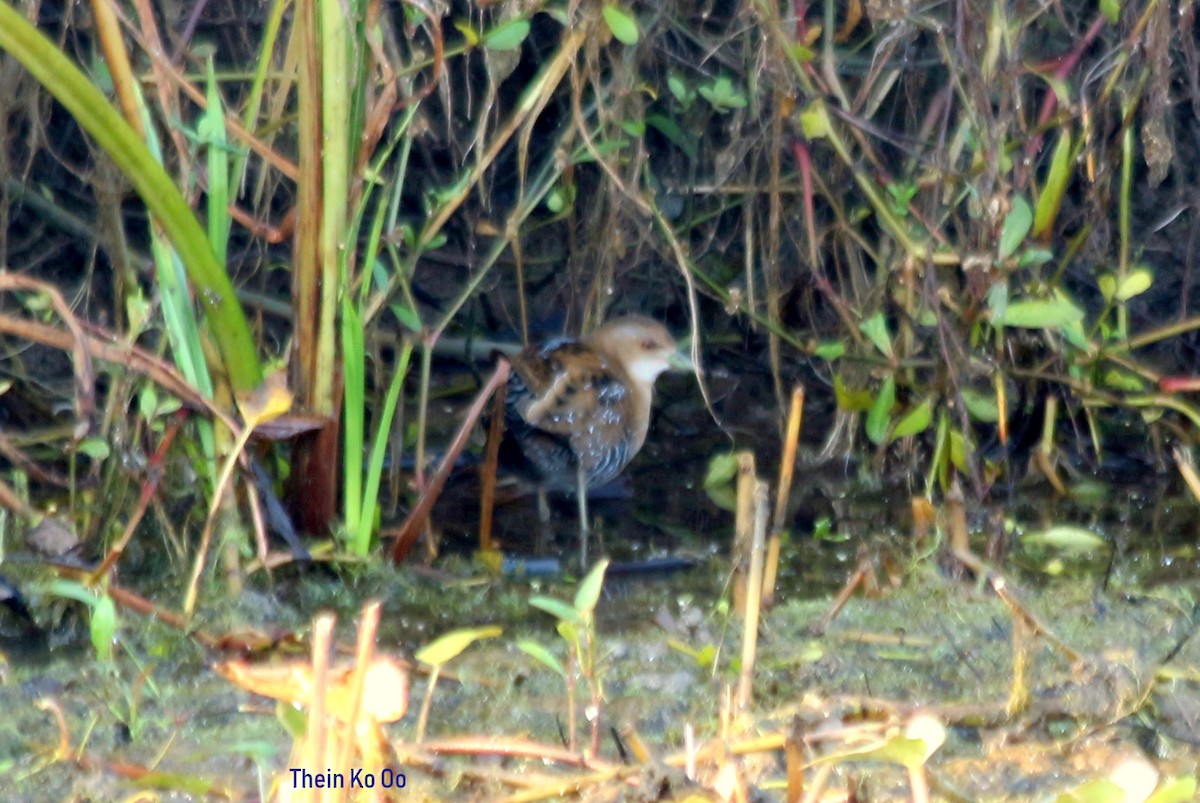 Zwergsumpfhuhn - ML135198521