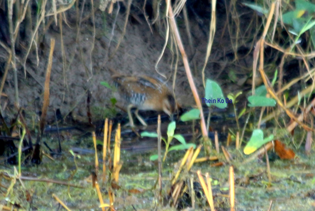 Baillon's Crake - ML135198541