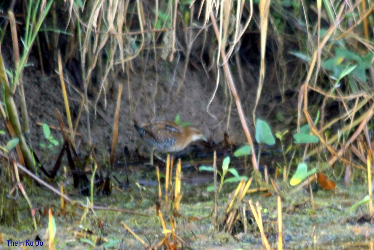 Zwergsumpfhuhn - ML135198561