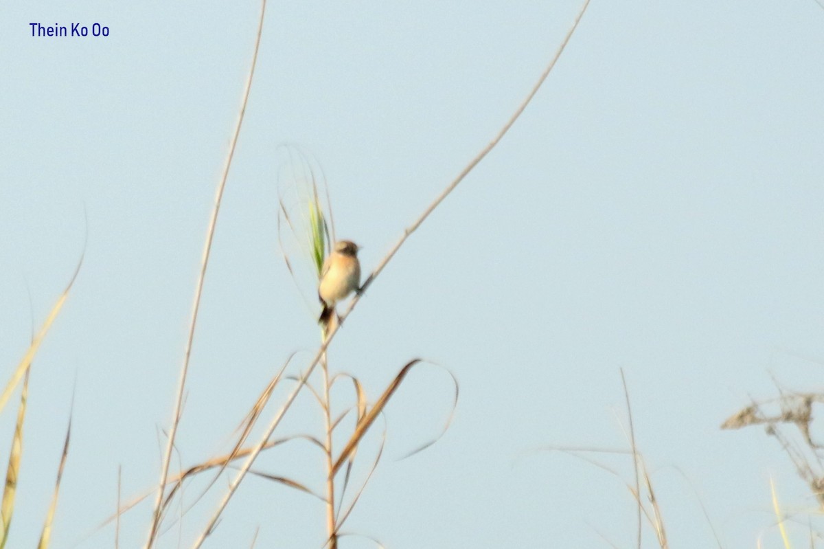 Tarabilla Siberiana (przewalskii) - ML135198581