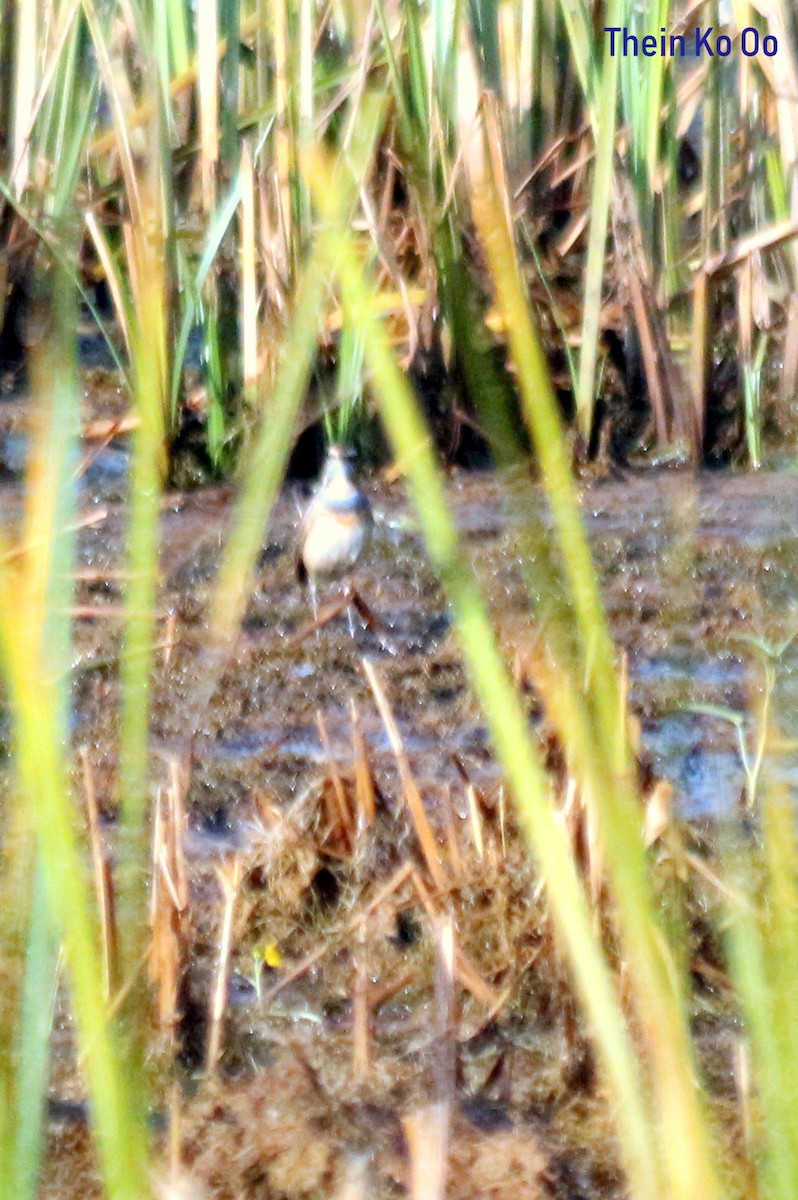 Bluethroat - ML135198611