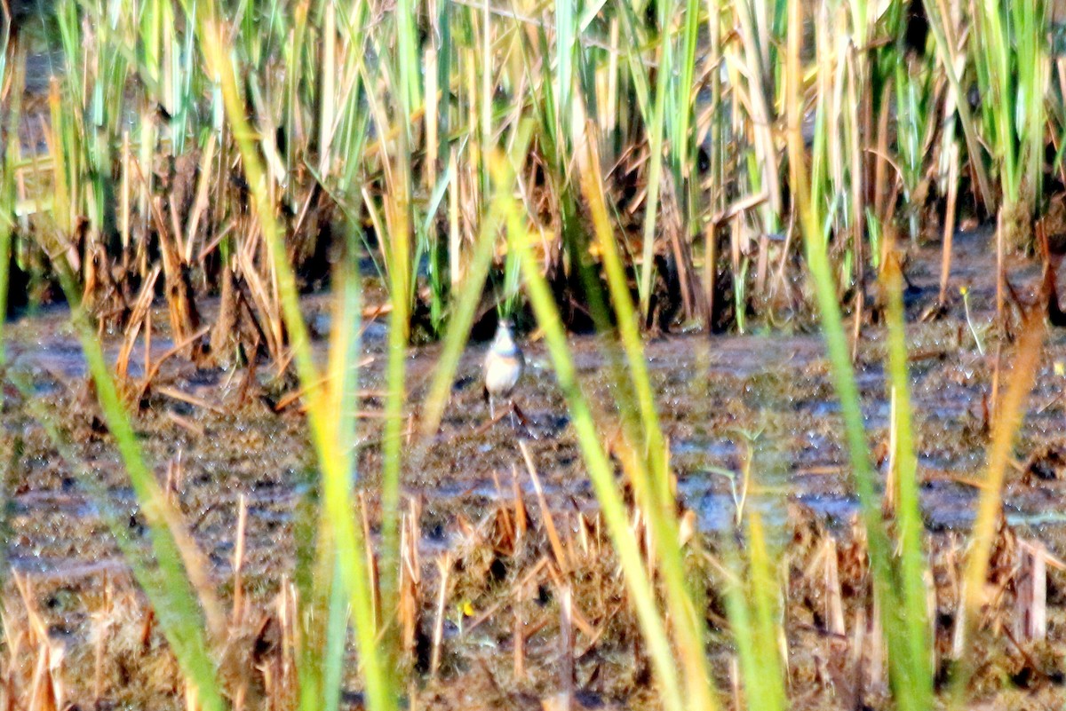 Bluethroat - ML135198621