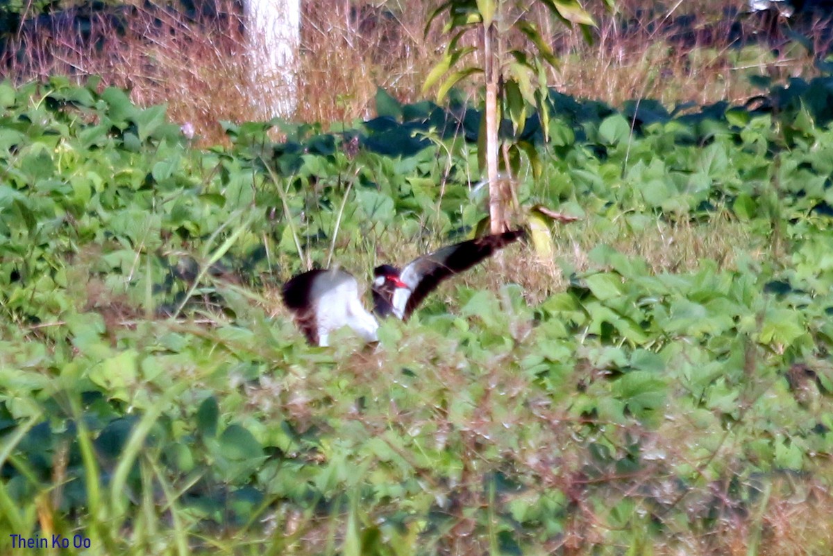 Red-wattled Lapwing - ML135198661