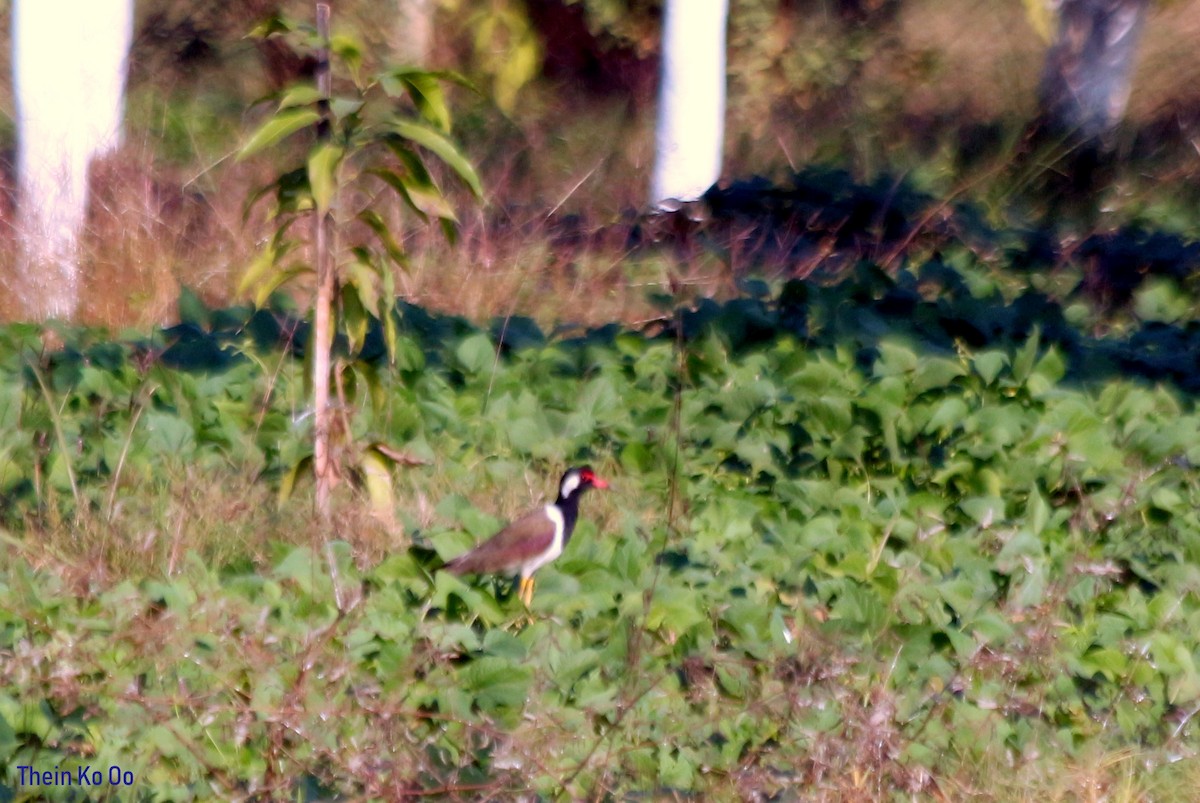 Red-wattled Lapwing - ML135198681