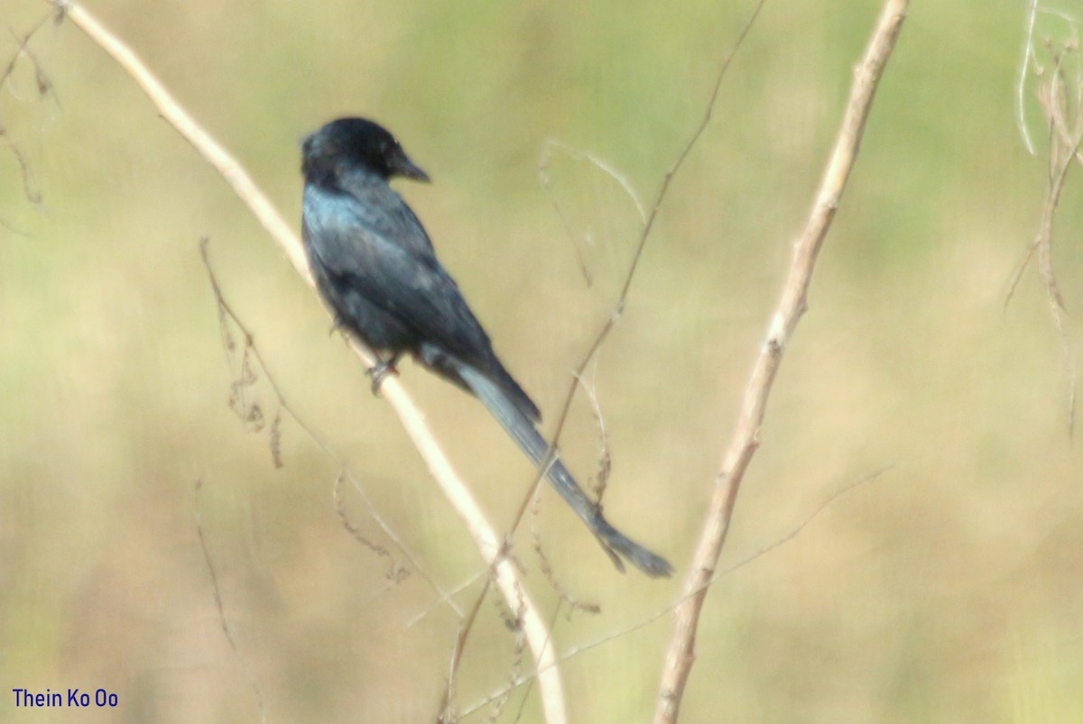 Black Drongo - ML135198711