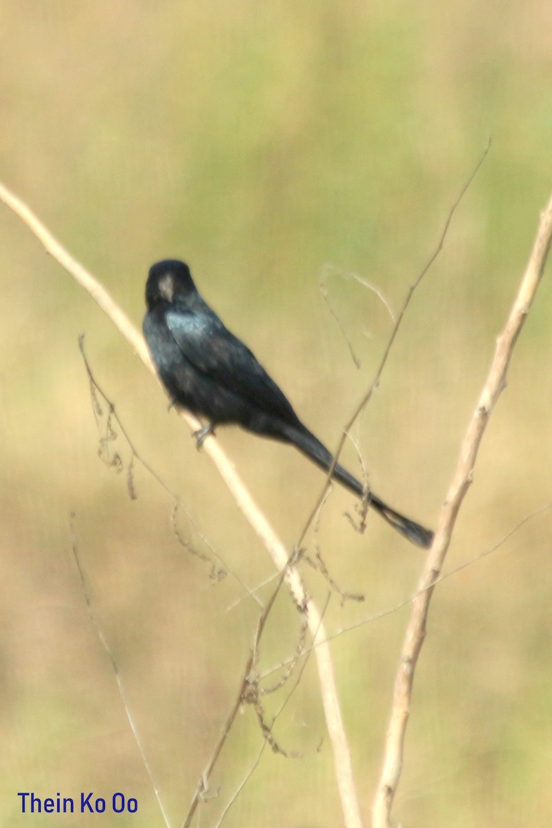 Drongo royal - ML135198721