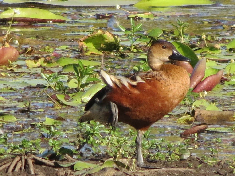 Wandering Whistling-Duck - ML135198871
