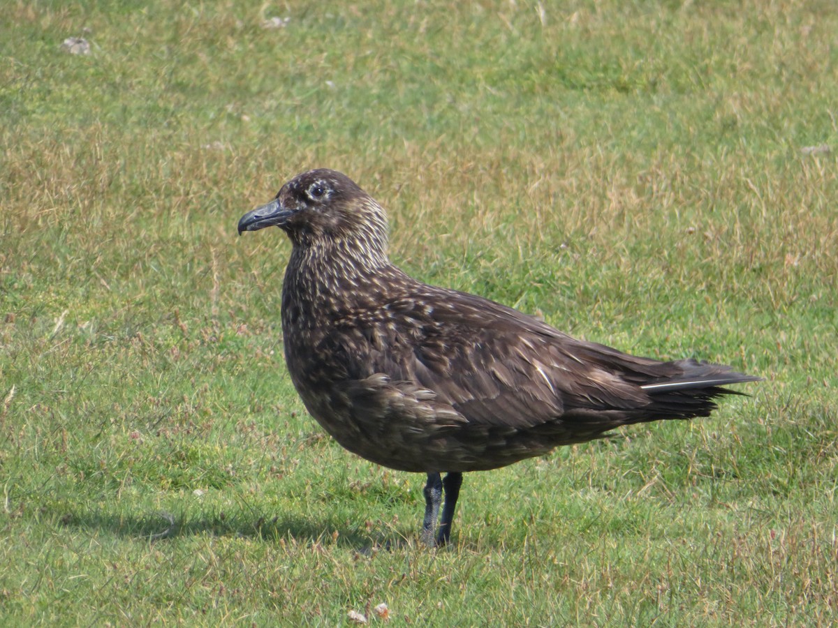 Great Skua - ML135202251