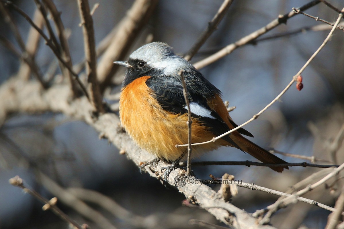 Daurian Redstart - ML135202801